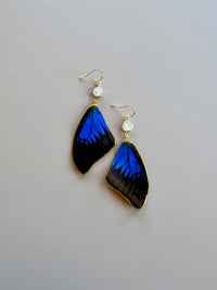 Real Papilio Lorquinianus Peacock Swallowtail Butterfly Wing Earrings with Pearls