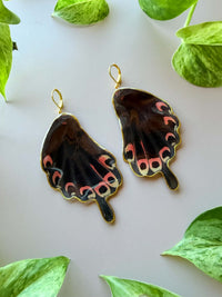 Real Papilio Deiphobus Swallowtail Butterfly Wing Earrings