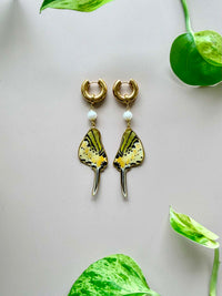 Real Five-Bar Swordtail Butterfly Wing Earrings with Pearls