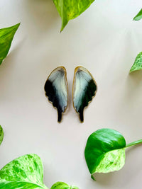 Real Graphium Codrus Olive Triangle Butterfly Wing Studs