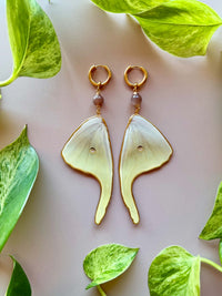 Real Luna Moth Wing Earrings with Chocolate Moonstone