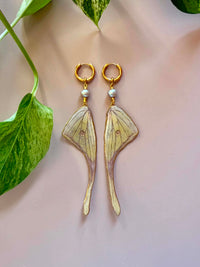Real Golden Moon Moth Wing Earrings with Genuine Silver Pearls