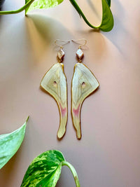 Real Luna Moth Wing Earrings with Pink Pearls