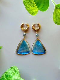 Real Morpho Zephyritis butterfly Butterfly Wing Earrings with Labradorite