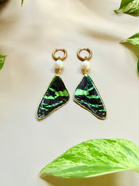 Real Sunset Moth Wing Earrings with Freshwater Pearls