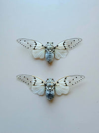 Real Ghost Cicada Wings with Moonstone