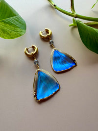 Real Morpho Zephyritis butterfly Butterfly Wing Earrings with Labradorite