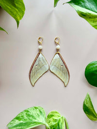 Real Luna Moth Wing Earrings with Moonstone