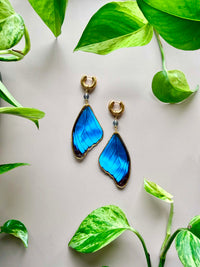 Real Morpho Didius Butterfly Wing Earrings with Labradorite