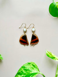 Real Western Red African Charaxes Cynthia Butterfly Wing Earrings with Pearls