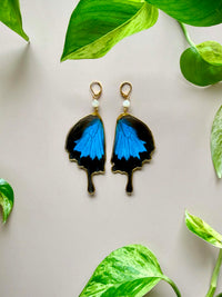 Real Papilio Ulysses Swallowtail Mountain Blue Butterfly Wing Earrings with Moonstone