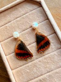 Real Western Red African Charaxes Cynthia Butterfly Wing Earrings with Freshwater Pearl Studs (Copy)