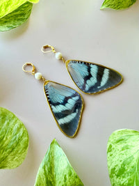 Real Alcides Orontes Moth Wing Earrings with Freshwater Pearls