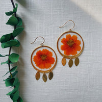 Orange Cosmos Brass Big Blossoms