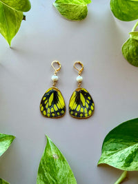 Real Delias Wilemani Butterfly Wings with Freshwater Pearls