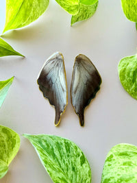 Real Graphium Codrus Olive Triangle Butterfly Wing Studs