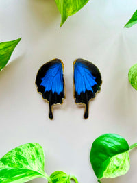 Real Papilio Ulysses Swallowtail Mountain Blue Butterfly Wing Studs