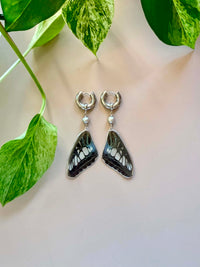 Real Clipper Butterfly Wing Earrings with Silver Pearls