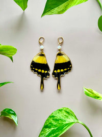 Real Papilio Thaos King Swallowtail Butterfly Wing Earrings with Moonstone