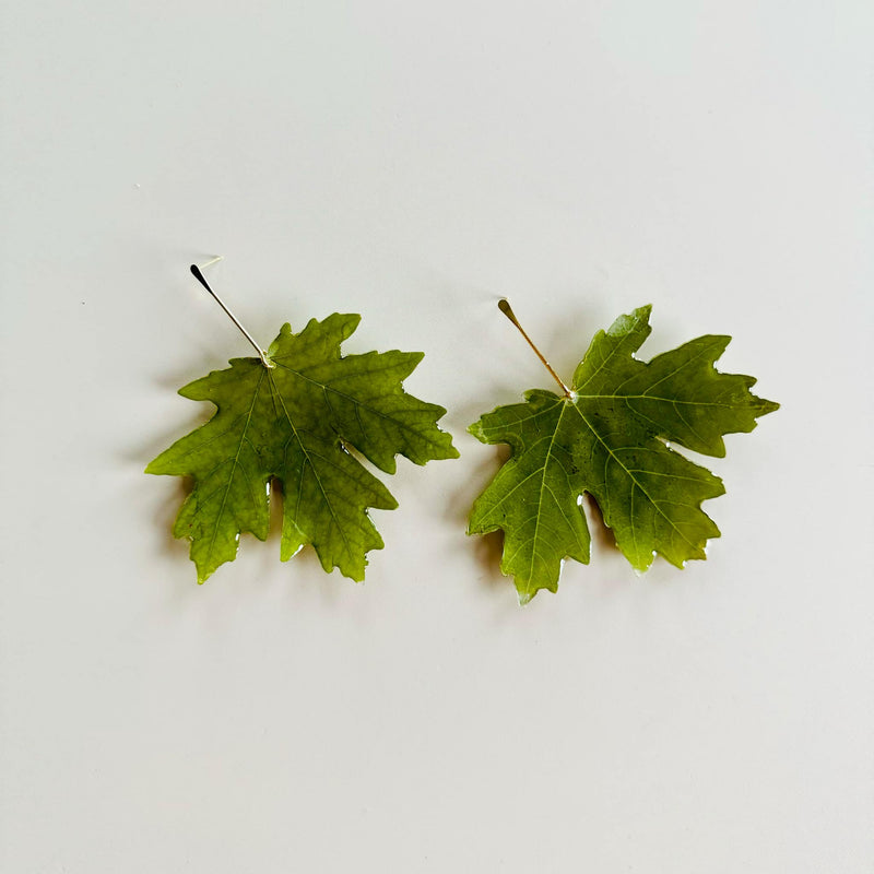 Larger Pressed Green Maple Leaf with Gold Stem Stud