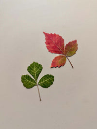 Real Aromatic Sumac Leaves Necklace & Earring Set