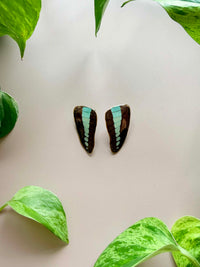 Real Common Bluebottle Butterfly Wing Stud Earrings