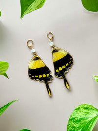 Real Papilio Thaos King Swallowtail Butterfly Wing Earrings with Moonstone
