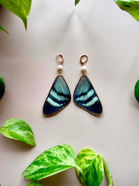 Real Alcides Orontes Moth Wing Earrings with Freshwater Pearls