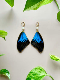 Real Papilio Ulysses Swallowtail Mountain Blue Butterfly Wing Earrings with Moonstone