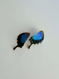 Real Papilio Blumei Peacock Swallowtail Butterfly Wing Studs