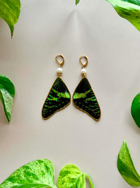 Real Sunset Moth Wing Earrings with Freshwater Pearls