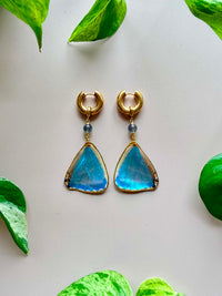 Real Morpho Zephyritis butterfly Butterfly Wing Earrings with Labradorite