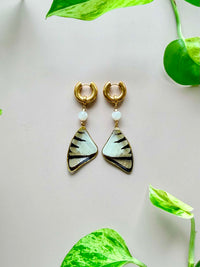 Real Eurytides Epidaus Black White Zebra Swallowtail Wing Earrings with Moonstone