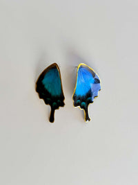 Real Papilio Blumei Peacock Swallowtail Butterfly Wing Studs