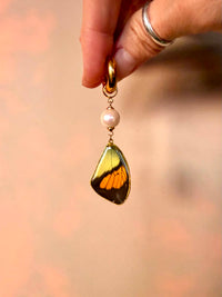 Real Yellow Orange Tip Butterfly Wing Earrings with Edison Freshwater Pearls