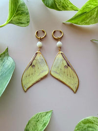 Real Luna Moth Wing Earrings with Moonstone