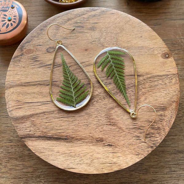 Teardrop Fern