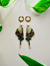 Real Eurytides Dolicaon Butterfly Wing Earrings with Moonstone