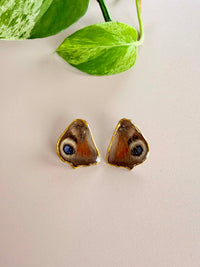 Real Peacock Butterfly Wing Stud Earrings