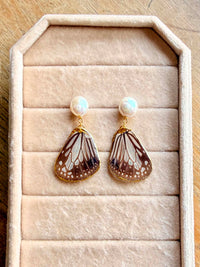 Real Glassy Tiger Butterfly Wing Earrings with Freshwater Pearl Studs