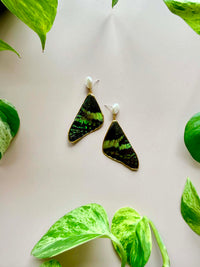 Real Sunset Moth Wing & Pearl Stud Earrings
