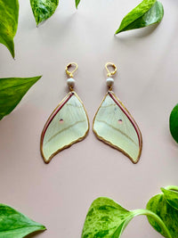 Real Luna Moth Wing Earrings with Silver-Toned Pearls