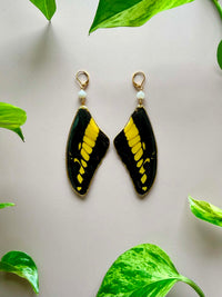 Real Papilio Thaos King Swallowtail Butterfly Wing Earrings with Moonstone