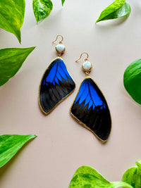 Real Papilio Ulysses Swallowtail Mountain Blue Butterfly Wing with Freshwater Pearl
