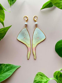 Real Luna Moth Wing Earrings with Silver-Toned Pearls