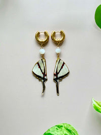 Real Eurytides Epidaus Black White Zebra Swallowtail Wing Earrings with Moonstone