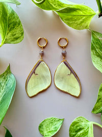 Real Luna Moth Wing Earrings with Chocolate Moonstone