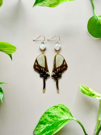 Real Serville's Swallowtail (Eurytides Serville) Butterfly Wing Earrings with Pearls
