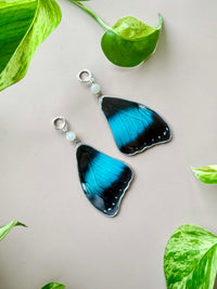 Real Morpho Achilles Butterfly Wing Earrings with Moonstone