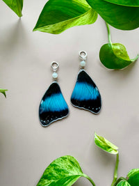 Real Morpho Achilles Butterfly Wing Earrings with Moonstone